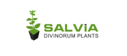 Salvia Divinorum Plants